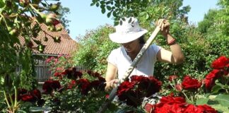 Ako posadite ove biljke u dvorište, krpelji vam neće prići! Jeftine, prelepe, lako se održavaju,a rade veliki posao