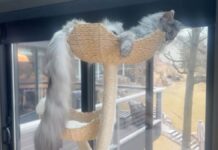 Gospodin Pagsli ušao u Ginisovu knjigu rekorda: Mačak ima rep dužine 47 centimetara (VIDEO)