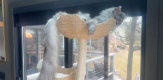 Gospodin Pagsli ušao u Ginisovu knjigu rekorda: Mačak ima rep dužine 47 centimetara (VIDEO)