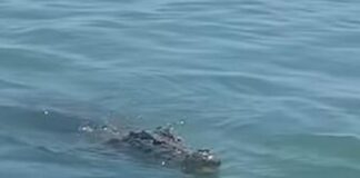 Dečaka (13) oteo krokodil od 4 metara, pa ga ubio! Otišao do vode po loptu, pa završio u čeljustima opasne zveri