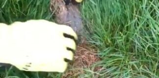 Ujutru ili uveče: Ovo je idealno vreme za košenje trave, jedino tako ćete imati najlepši travnjak