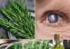 Ružmarin za zdravlje očiju: biljna otopina za liječenje katarakte i upale očiju. Ružmarin za zdravlje očiju: biljna otopina za liječenje katarakte i upale očiju. - featured image