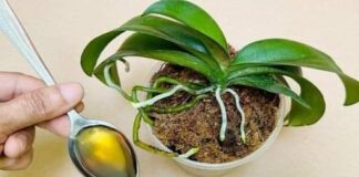 Sipajte samo jednom! Najslabija orhideja momentalno postaje jaka i cvjeta cijelu godinu… Sipajte samo jednom! Najslabija orhideja momentalno postaje jaka i cvjeta cijelu godinu… - featured image