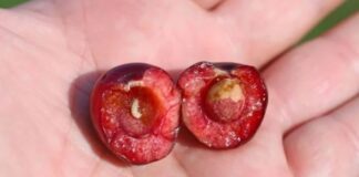 Jeste li konzumirali višnju koja sadrži crva? Ovdje je objašnjenje stvarnih procesa koji se odvijaju u vašem tijelu. Jeste li konzumirali višnju koja sadrži crva? Ovdje je objašnjenje stvarnih procesa koji se odvijaju u vašem tijelu. - featured image