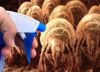 Samo 1 kap i BUVE odmah nestaju! Prirodno sredstvo za eliminisanje! Samo 1 kap i BUVE odmah nestaju! Prirodno sredstvo za eliminisanje! - featured image