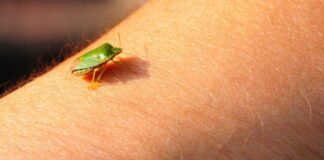 Samo jednu stvar stavite i one bjeze: Smrdibube se strasno plase ove jedne stvari- RIJESITE SVOJ DOM OD OVIH NAPASTI Samo jednu stvar stavite i one bjeze: Smrdibube se strasno plase ove jedne stvari- RIJESITE SVOJ DOM OD OVIH NAPASTI - featured image