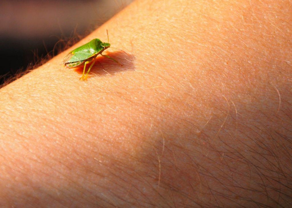 Samo jednu stvar stavite i one bjeze: Smrdibube se strasno plase ove jedne stvari- RIJESITE SVOJ DOM OD OVIH NAPASTI - featured image Samo jednu stvar stavite i one bjeze: Smrdibube se strasno plase ove jedne stvari- RIJESITE SVOJ DOM OD OVIH NAPASTI - featured image
