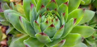 Čim ustanem pojedem po 1 list čuvarkuće: Evo šta mi se desilo NAKON SAMO PAR DANA! Čim ustanem pojedem po 1 list čuvarkuće: Evo šta mi se desilo NAKON SAMO PAR DANA! - featured image